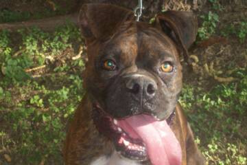 is this a boxer?