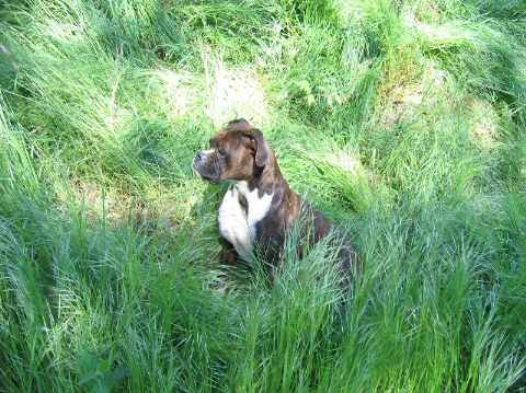 Isabel in grass.