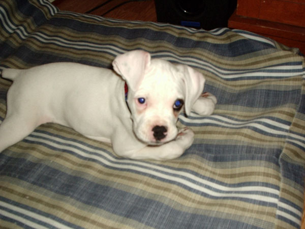 Isis 10 wks old