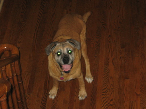 Isis 13 1/2 Years old!