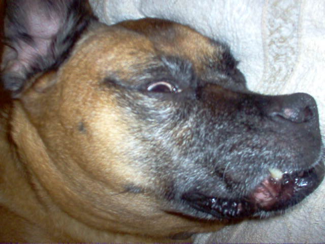 Isis and her Fierce Tooth!