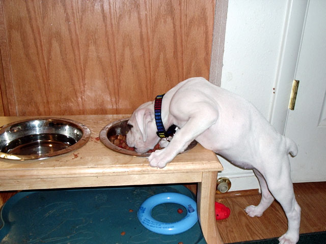 Isis in Zeus food bowl