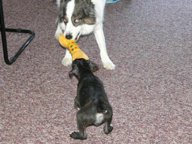 Iskra playing with Ice