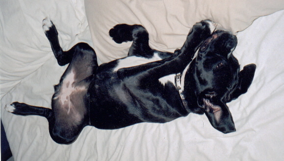 Isn't this my bed?!?