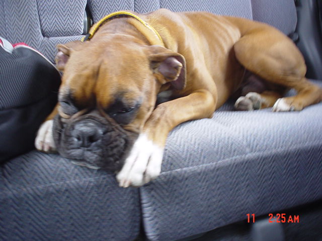 It was a good day at the dog park!