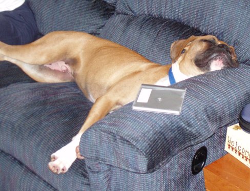 It was a long day at the dog park
