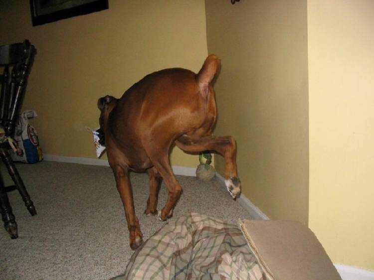 It's a deer.....