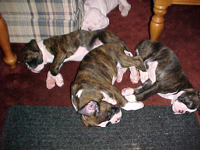 It's a tough job  being a puppy!!