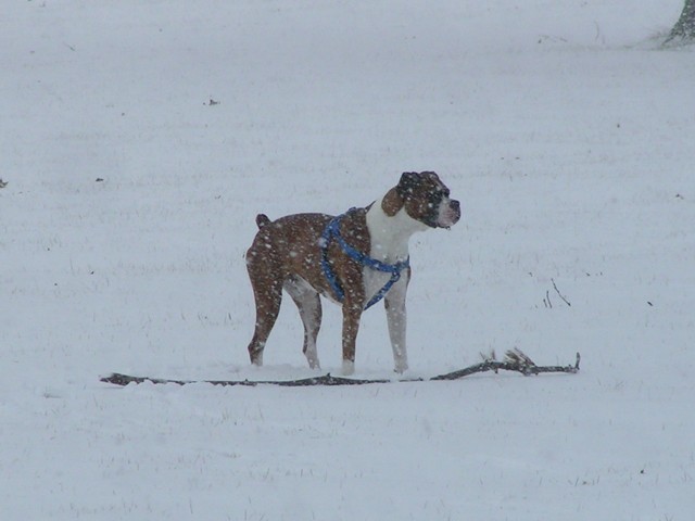 It's FINALLY SNOWING!!!