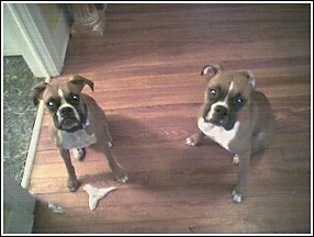 It's his fault mamma