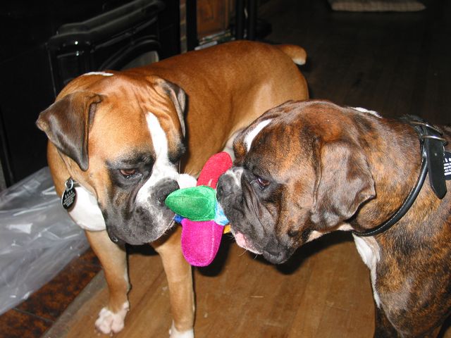 It's Mine! NO It's Mine!!