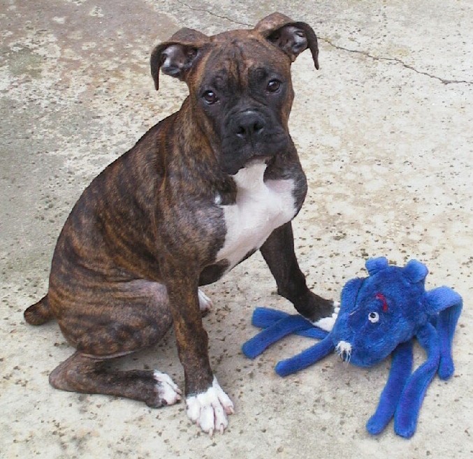 Its MY blue octopus!