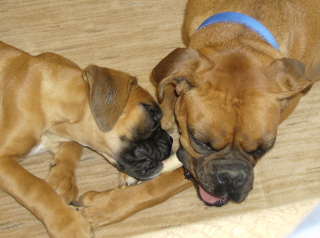 Its MY chew toy!!!!