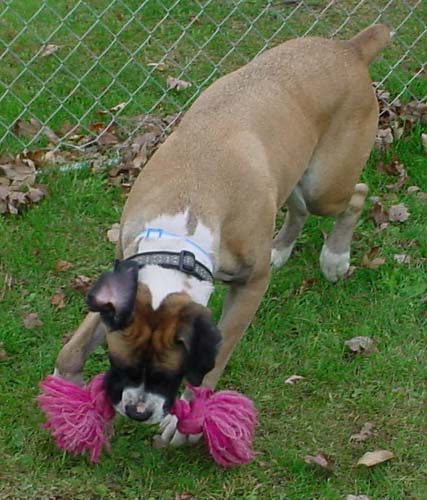 It's my toy!