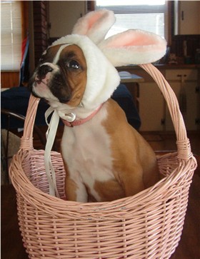 It's the Easter Puppy!