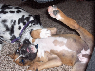 It's wrestle mania in our house every morning and evening.