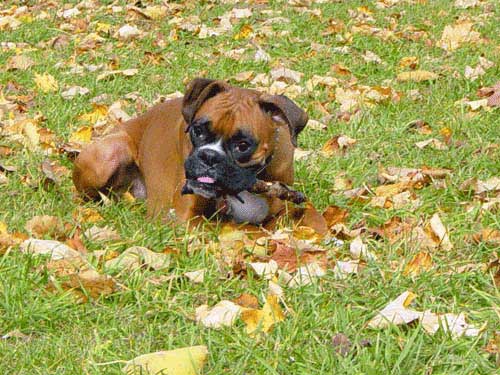 It's yummy mommy!