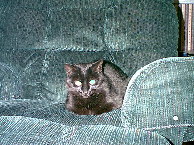 Itty Bitty Pretty Kitty