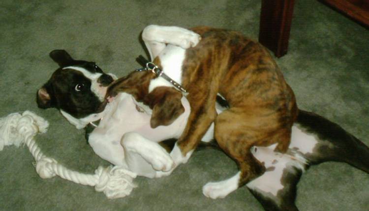 I've got him now mom