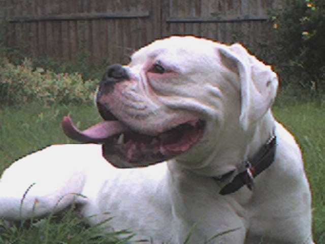 I've worn myself out in the garden!