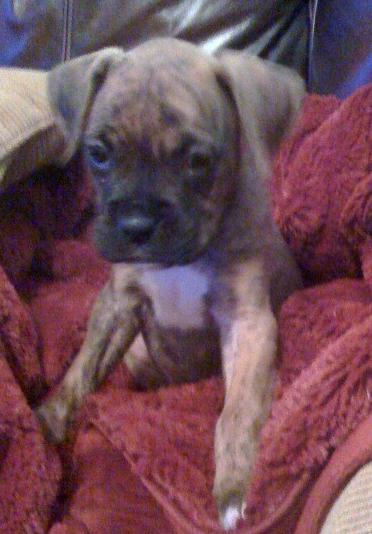 Izzy