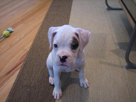 izzy1