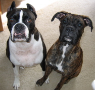 Jack and Raven