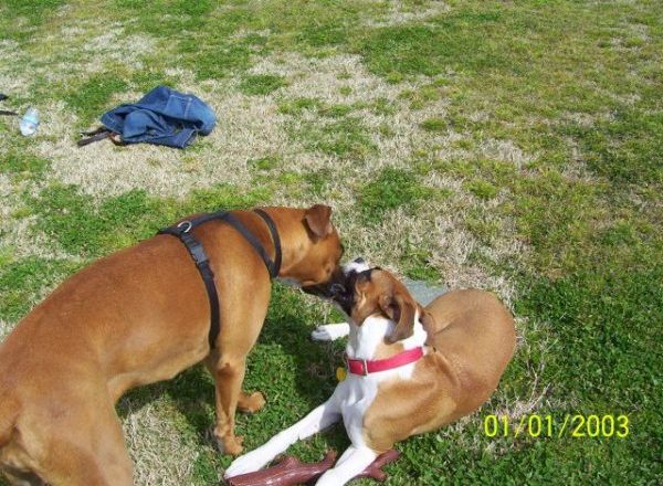 Jackie and Gracie 3