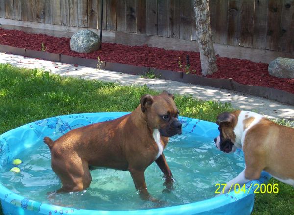 Jackie and Gracie playing around in the water...