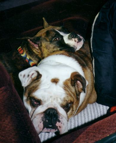 Jackson and Winston nappin