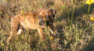 Jackson eating wildflowers