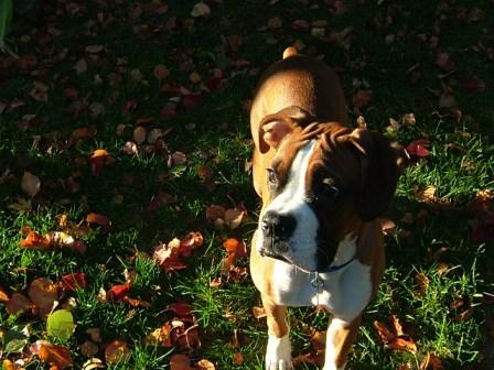 Jackson in the sun