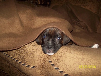 Jackson under the blanket.