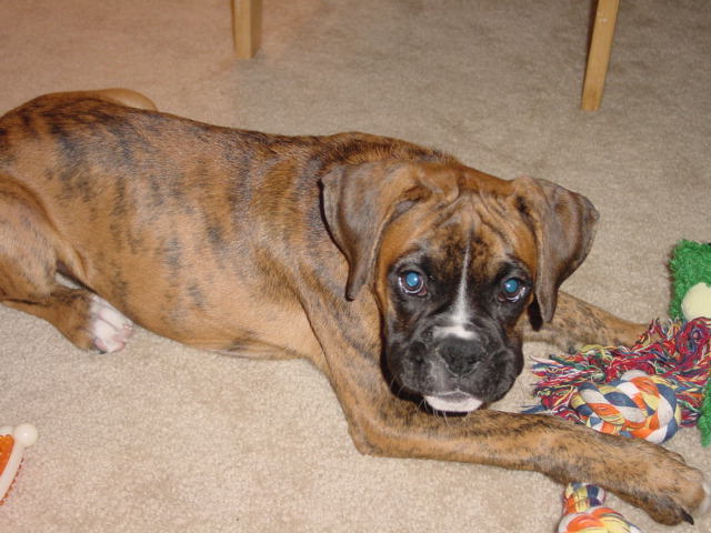 Jade 15weeks