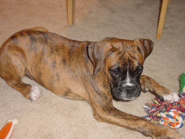 Jade 15weeks