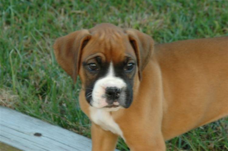 Jade 8wks