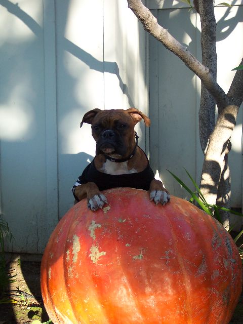 jadepumpkin1