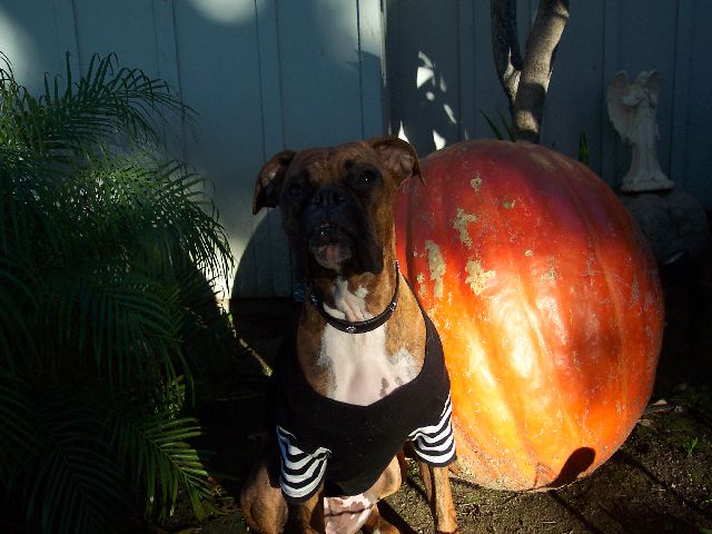 jadepumpkin2