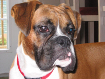 Jaeger at 8 months