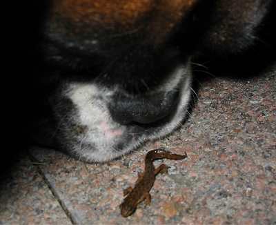 Jaffa and a lizard