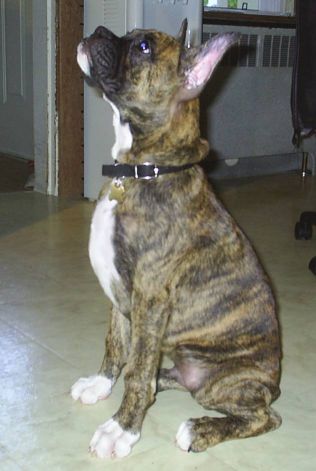 Jag at 14 weeks