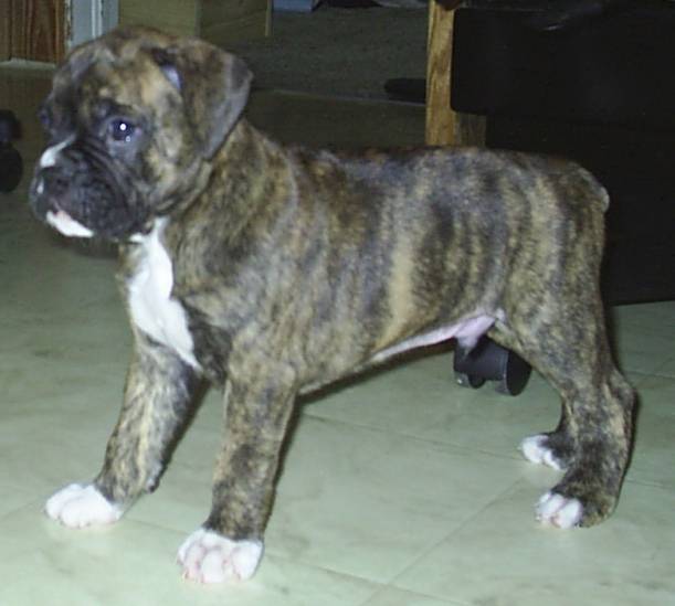 Jag at 5 weeks