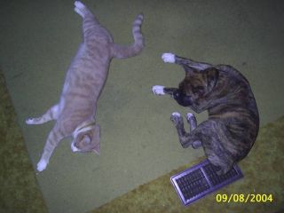 Jag & Harley Having A Nap