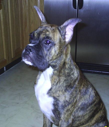 Jag In-Between Posting Ears