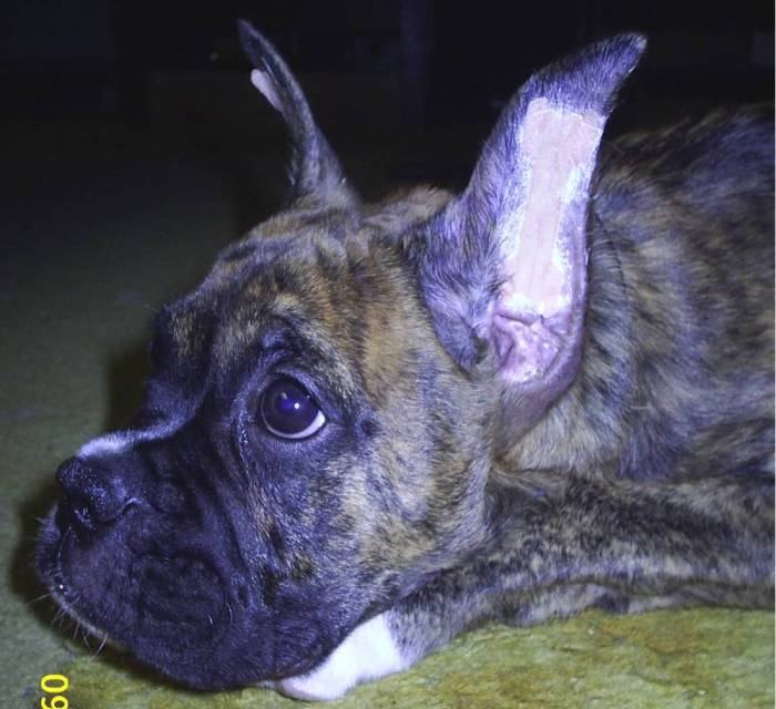 Jag With Breathe Easy Strips In Ears