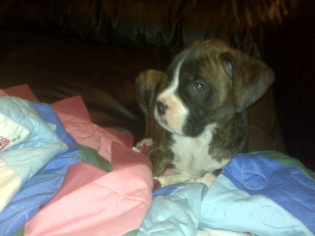 Jager Bear
