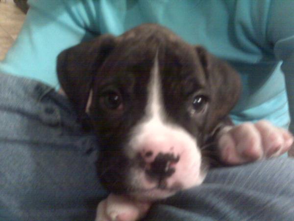 Jager Bear