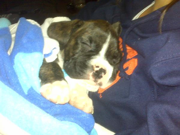 Jager sleeping. . . again
