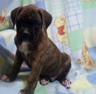 Jagger 7 weeks