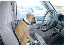 Jagger In Drivers Seat